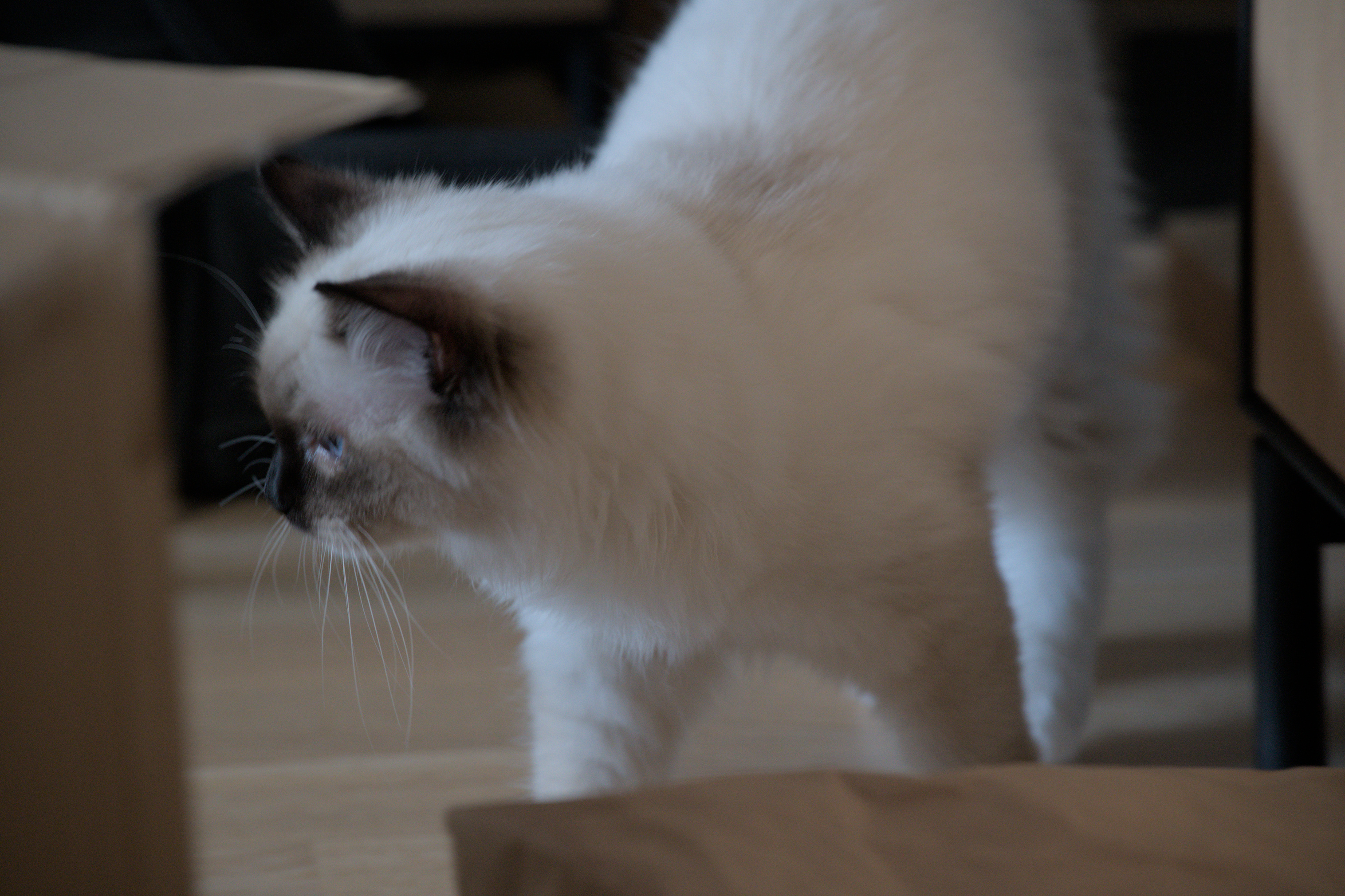 2025/10/12 - cats/DSC_0035.jpg